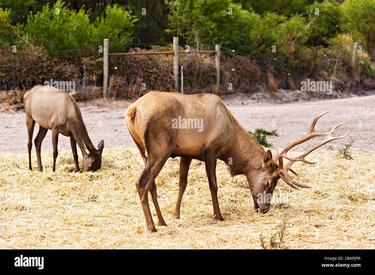 Mammals / Elk bull and Elk cow in Halls Gap Zoo, Victoria Australia