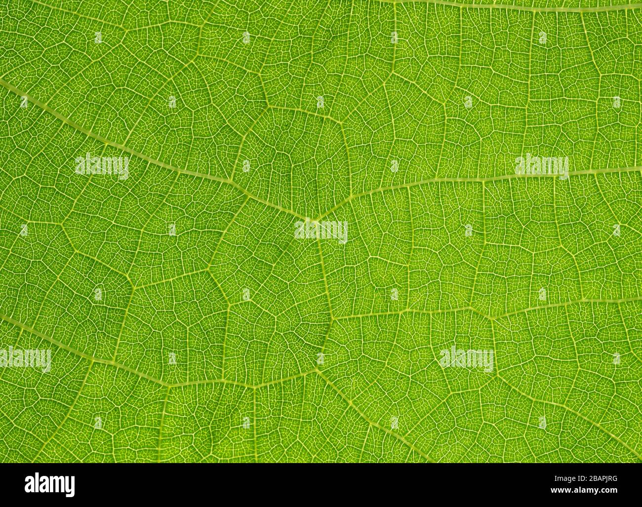 veins in a leaf against the light, texture Stock Photo