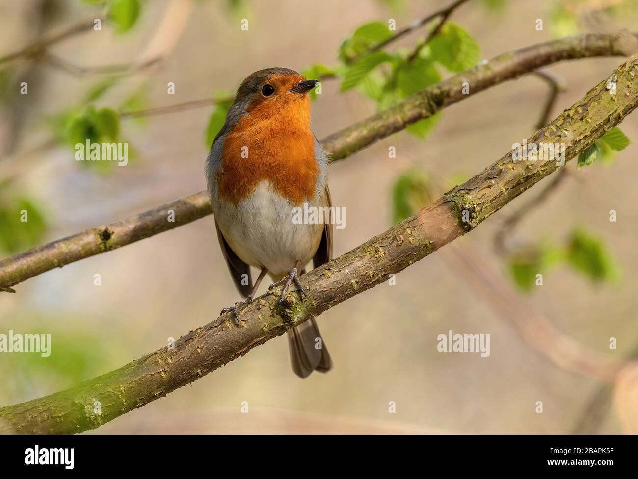Robin, Erithacus rubecula, perched on branch, in early spring. Stock Photo