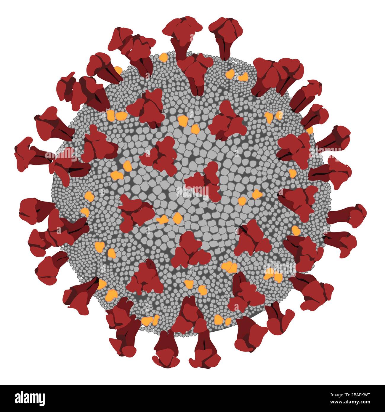 Illustration of coronavirus covid-19, epidemic virus. Stock Photo