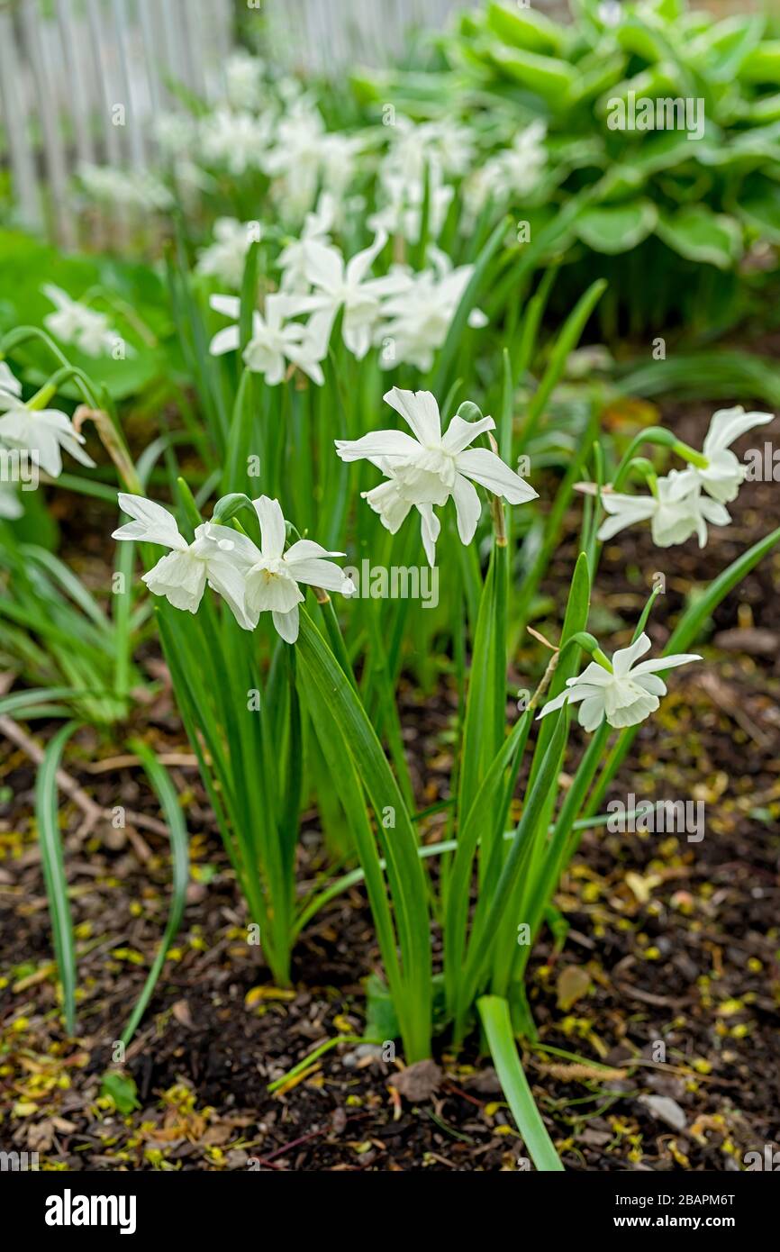 Clumps of Thalia daffodils blooming in the home garden Stock Photo Alamy