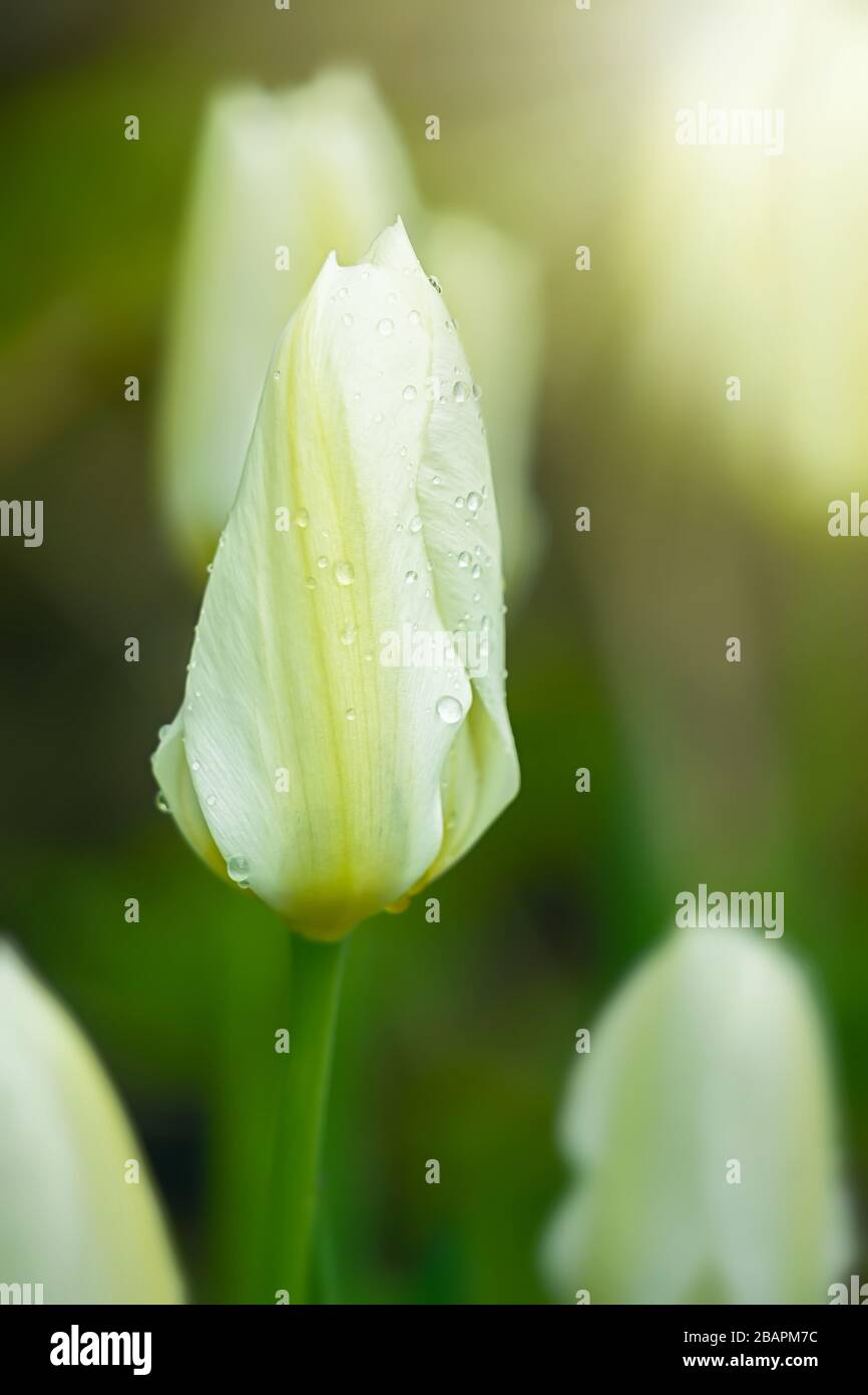 Close up of a White Emperor Tulip in the home garden. Stock Photo