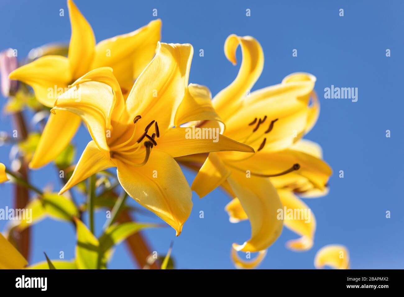 Macro of yellow lily - Golden Splendour Stock Photo