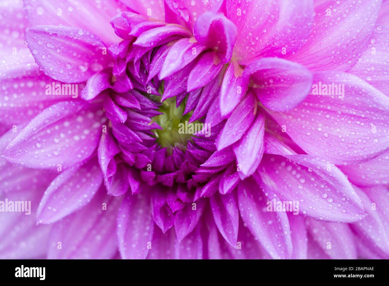 Blue Dahlia High Resolution Stock Photography And Images Alamy