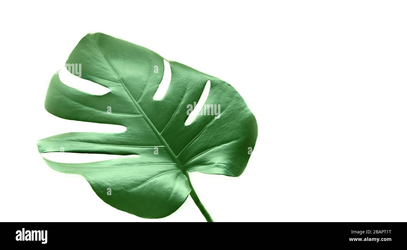 Tropical jungle Monstera leaf isolated on white background. Stock Photo