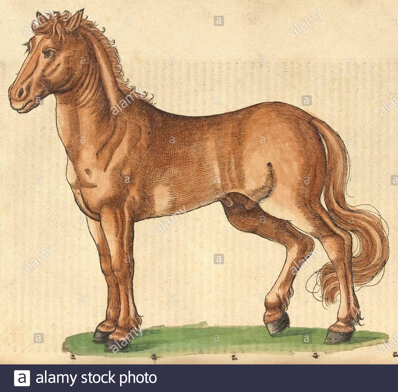 Horse (Equus ferus caballus), vintage illustration published in 1551. Conrad Gessner. Stock Photo