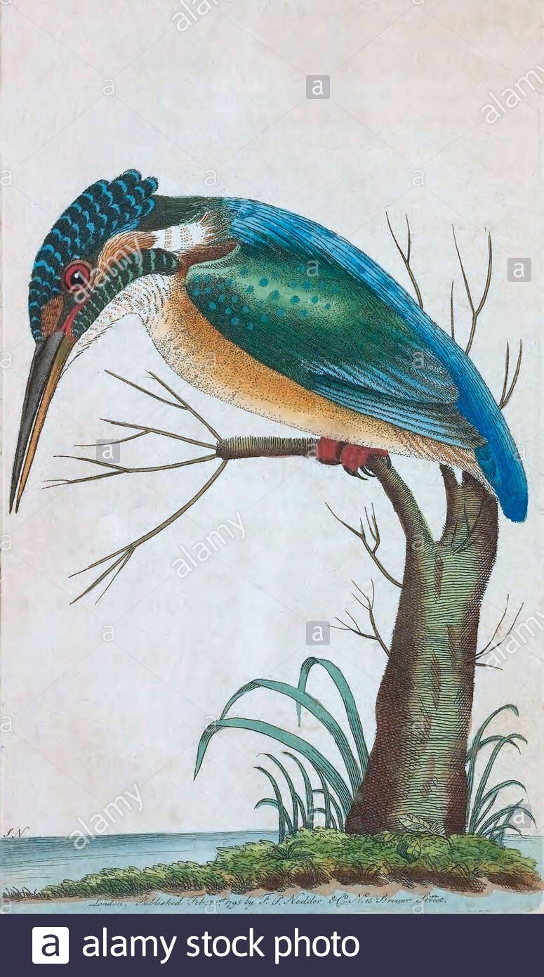 Kingfisher (Alcedo atthis), vintage illustration published in The Naturalist's Miscellany from 1789 Stock Photo