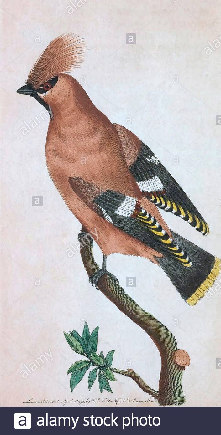 Waxwing (Bombycilla garrulus), vintage illustration published in The Naturalist's Miscellany from 1789 Stock Photo