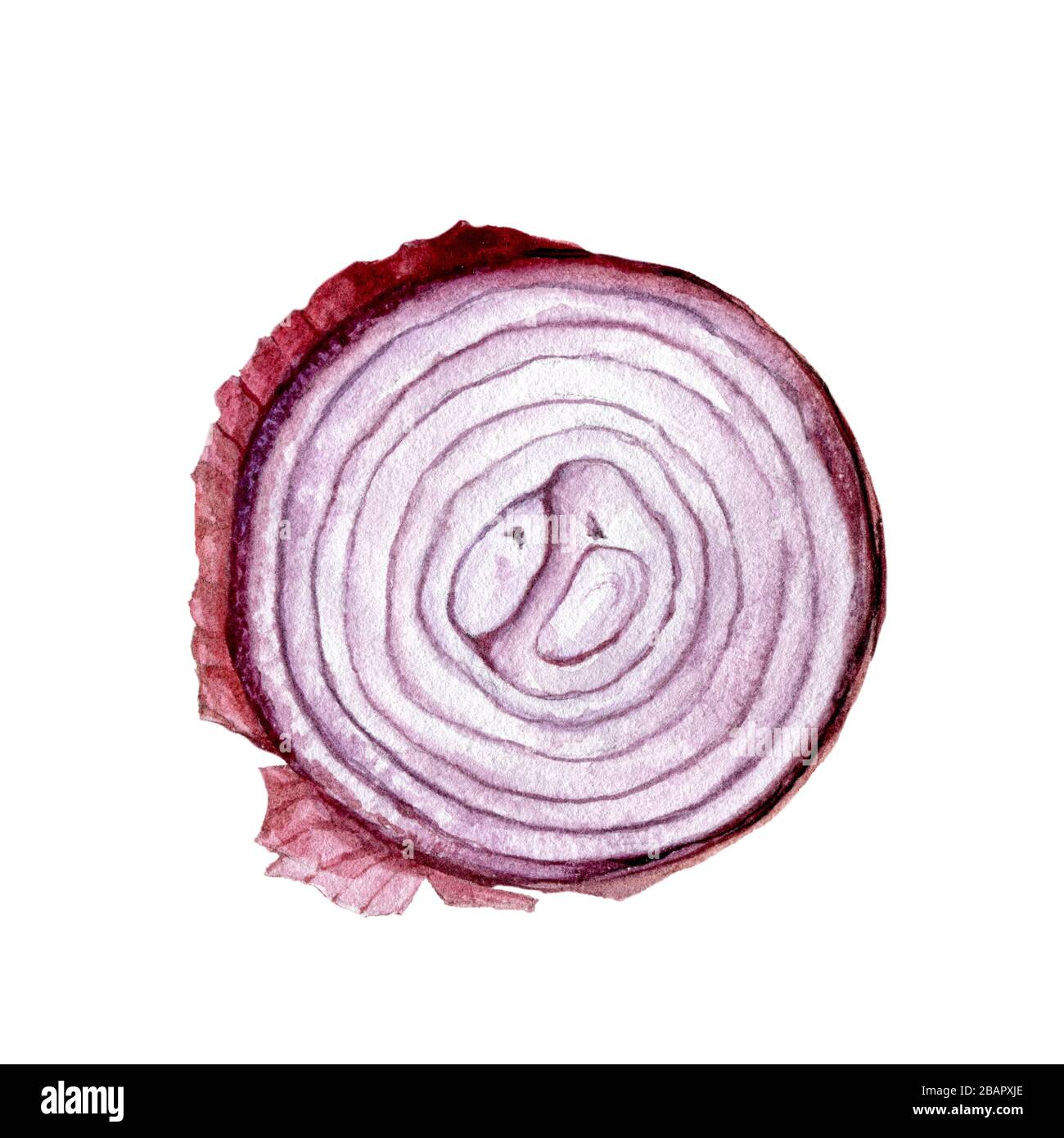 Purple onion bulb watercolor isolated on white background Stock Photo