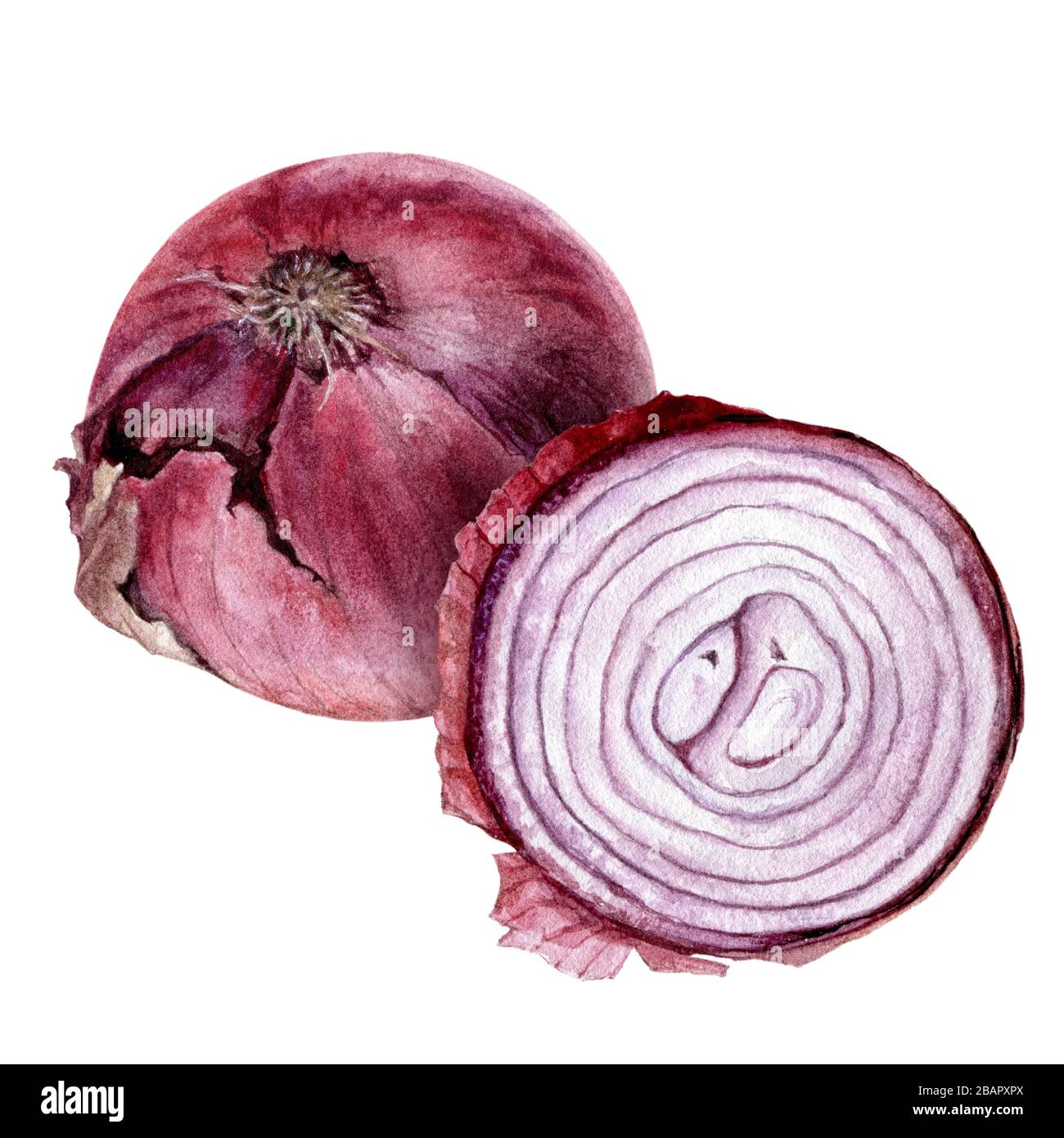 Purple onion bulb watercolor isolated on white background Stock Photo