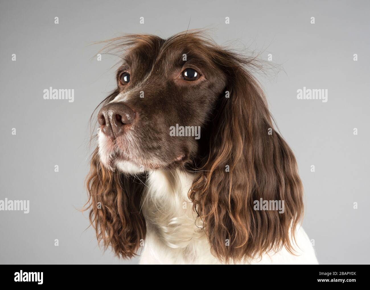 Portrait of a female Springer Spaniel (6 yrs old) pet dog in the UK. Stock Photo