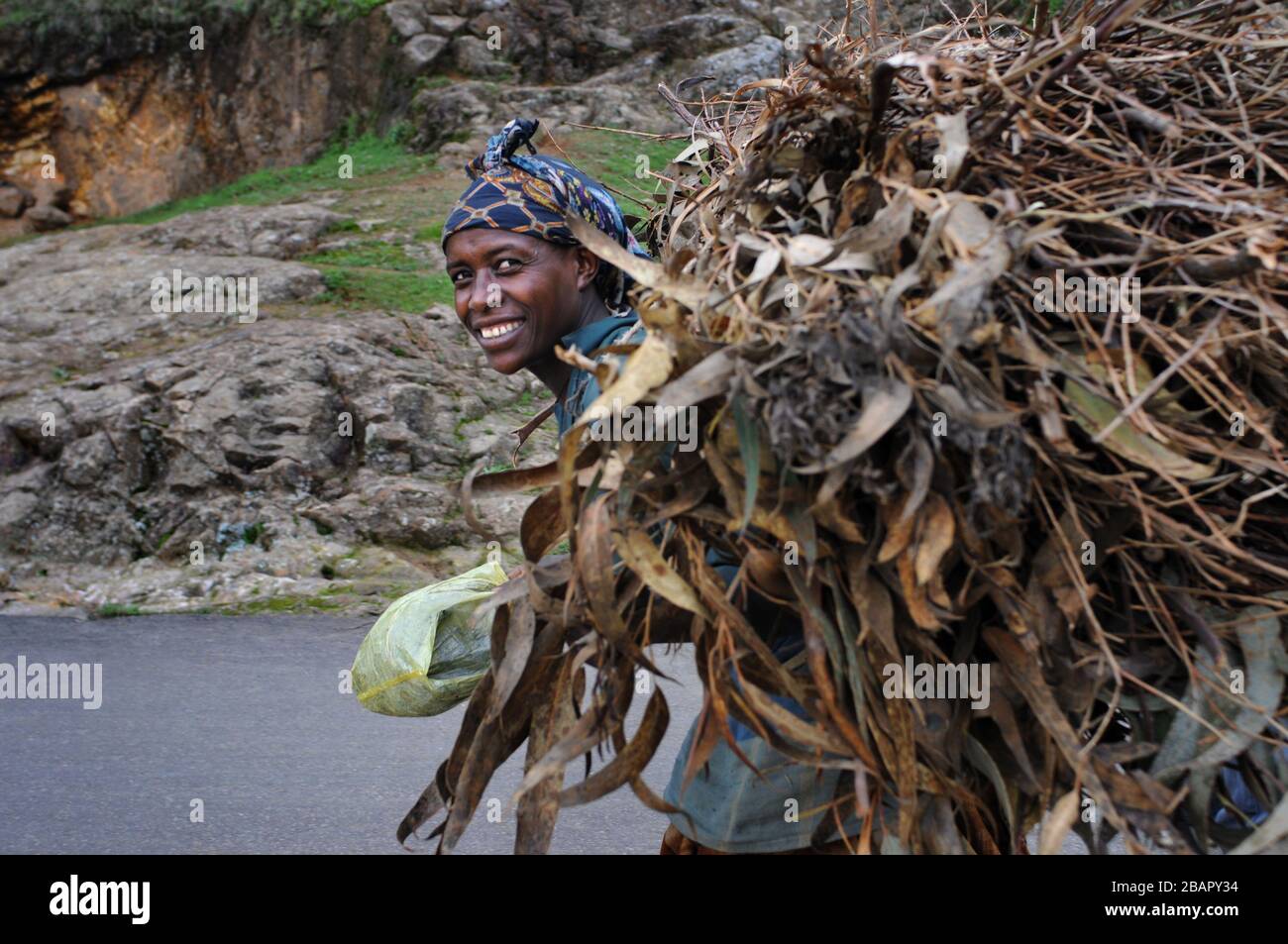 Mount Entoto Eucalyptus Forest above Addis Ababa, Ethiopia. The sacred forests of nothern Ethiopia.  The tradition of women collecting and carrying en Stock Photo