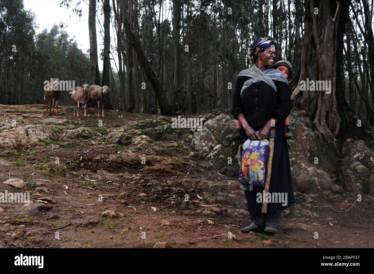 Mount Entoto Eucalyptus Forest above Addis Ababa, Ethiopia. The sacred forests of nothern Ethiopia.  The tradition of women collecting and carrying en Stock Photo