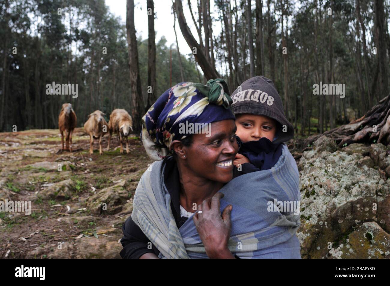 Mount Entoto Eucalyptus Forest above Addis Ababa, Ethiopia. The sacred forests of nothern Ethiopia.  The tradition of women collecting and carrying en Stock Photo