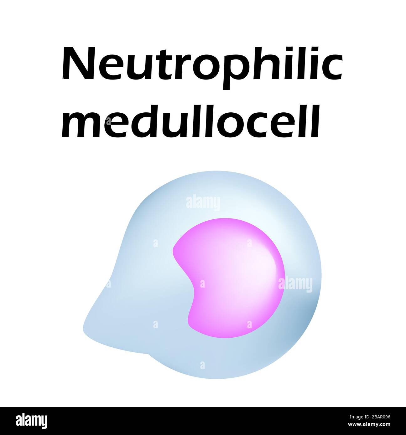 Neutrophils structure. Blood cell neutrophils. Medullocell. White blood