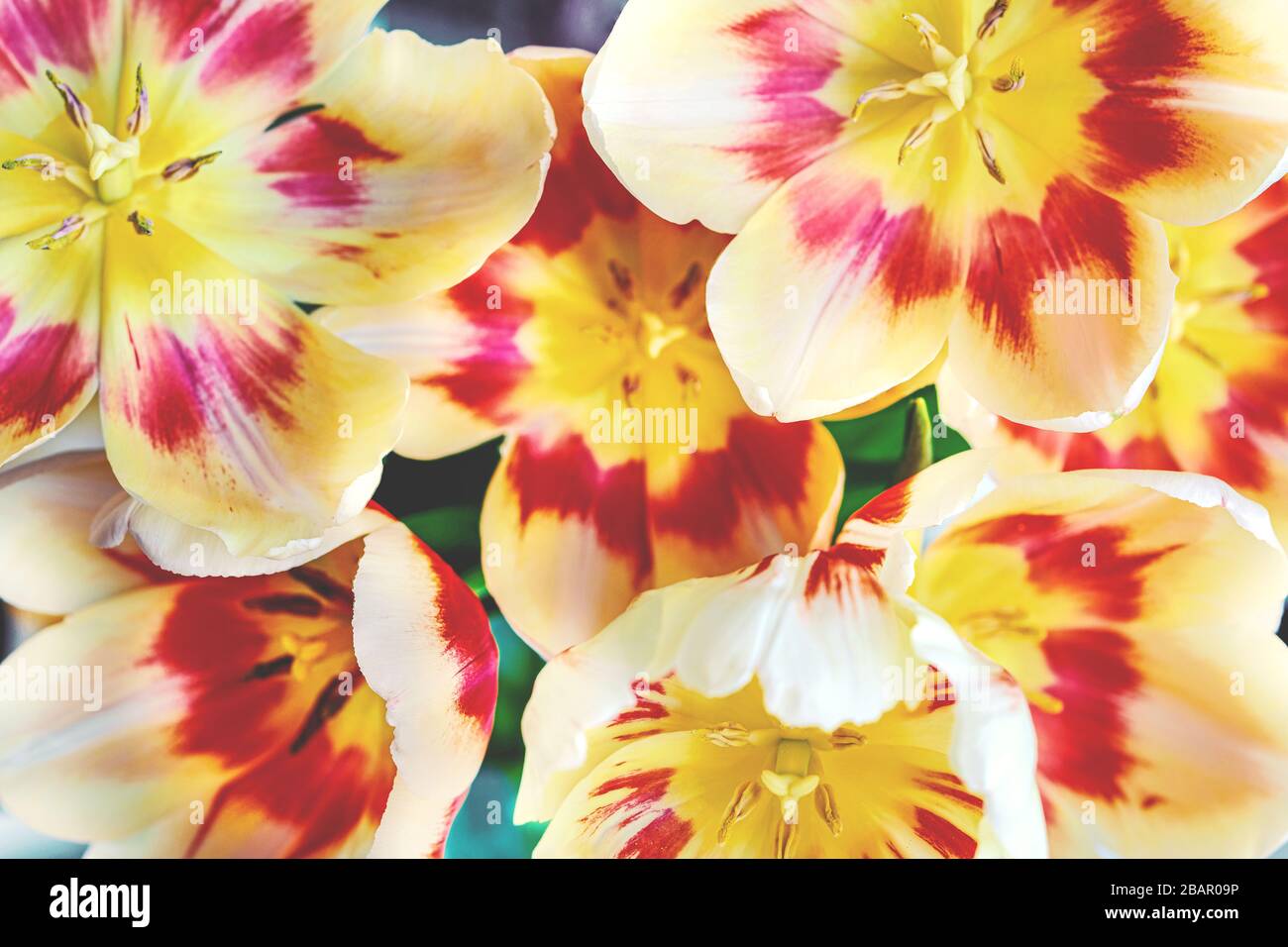 Abstract floral background macro delicate flowers red and white or yellow tulip. Soft selective focus. Stock Photo