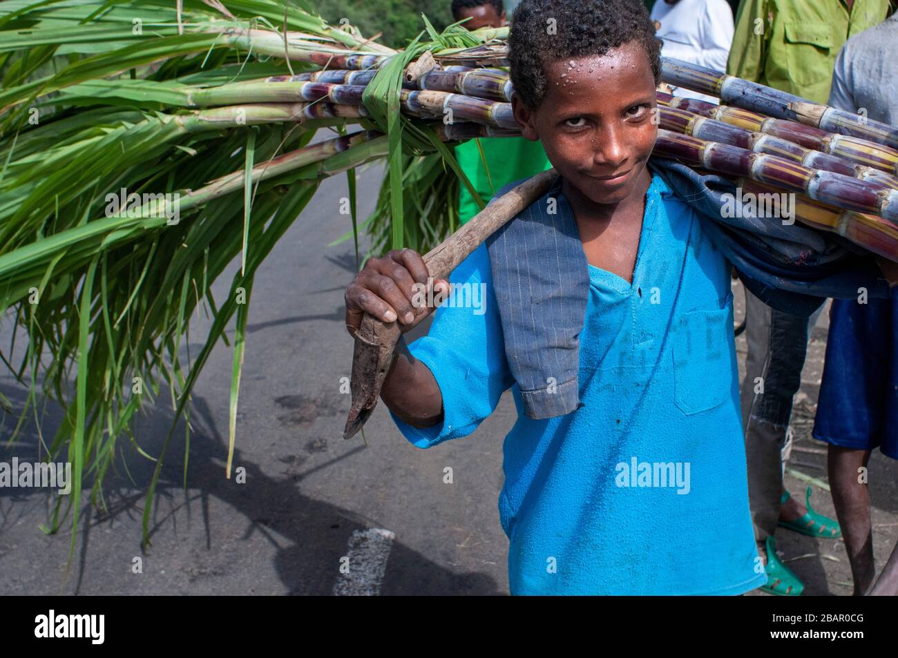 Road between from Wukro to Mekele, Ethiopia. Several workers cut sugar canes on the road from Wukro to Mekele. In Wukro, in the Tigray region, north o Stock Photo