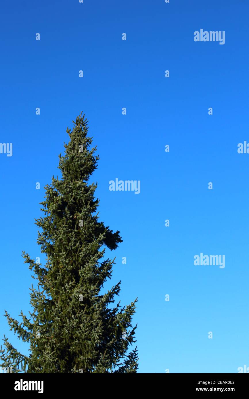 blue spruce (Picea pungens) against the blue sky with copy space, can be used as a background Stock Photo