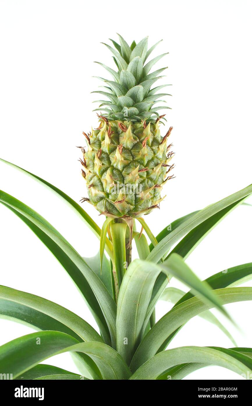 fresh pineapple fruit on a pineapple plant (Ananas comosus) in closeup view Stock Photo Alamy
