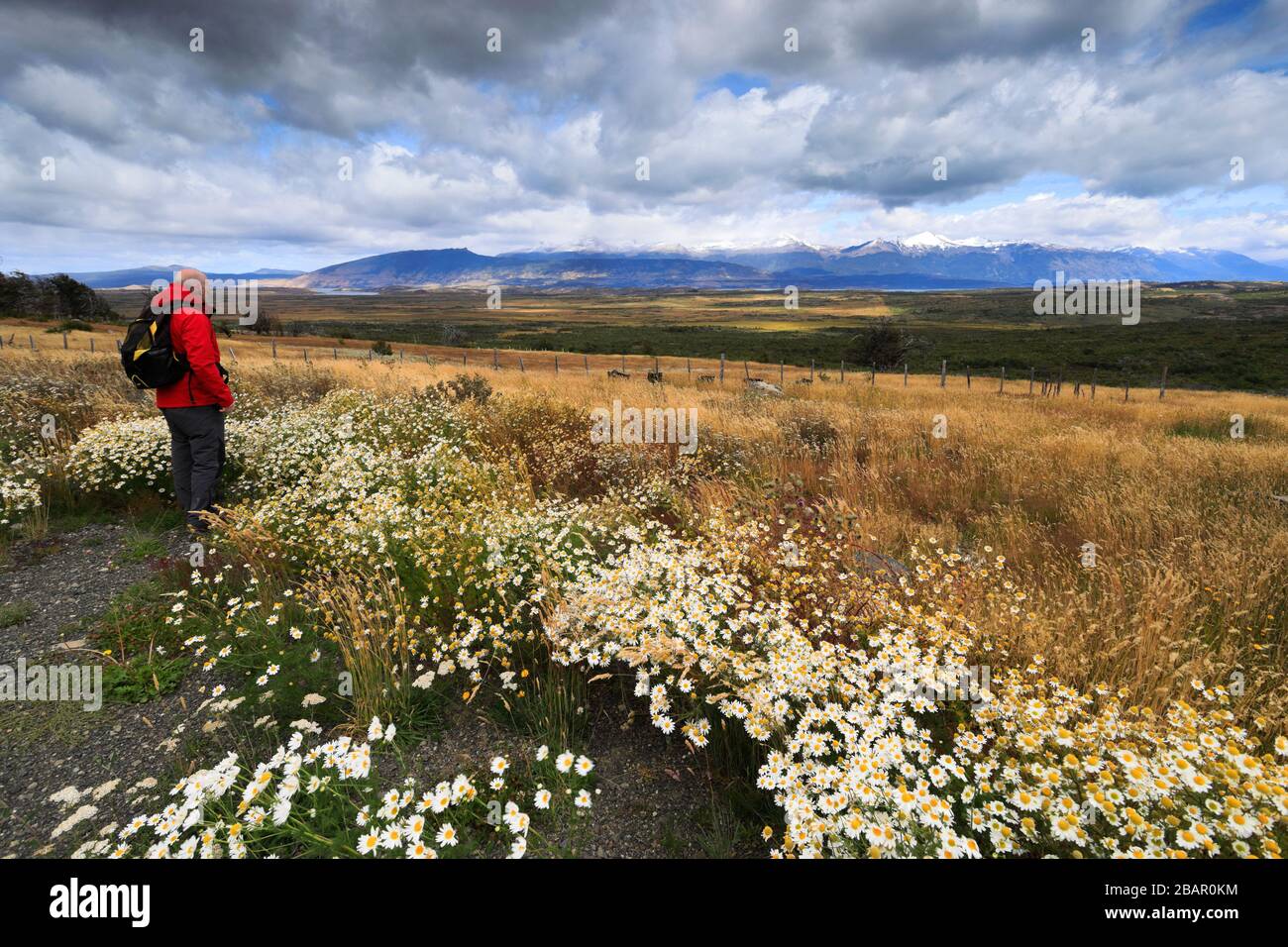 Wild flower meadow in Torres de Paine national park, Patagonia Steppe, Patagonia, Chile, South America Stock Photo