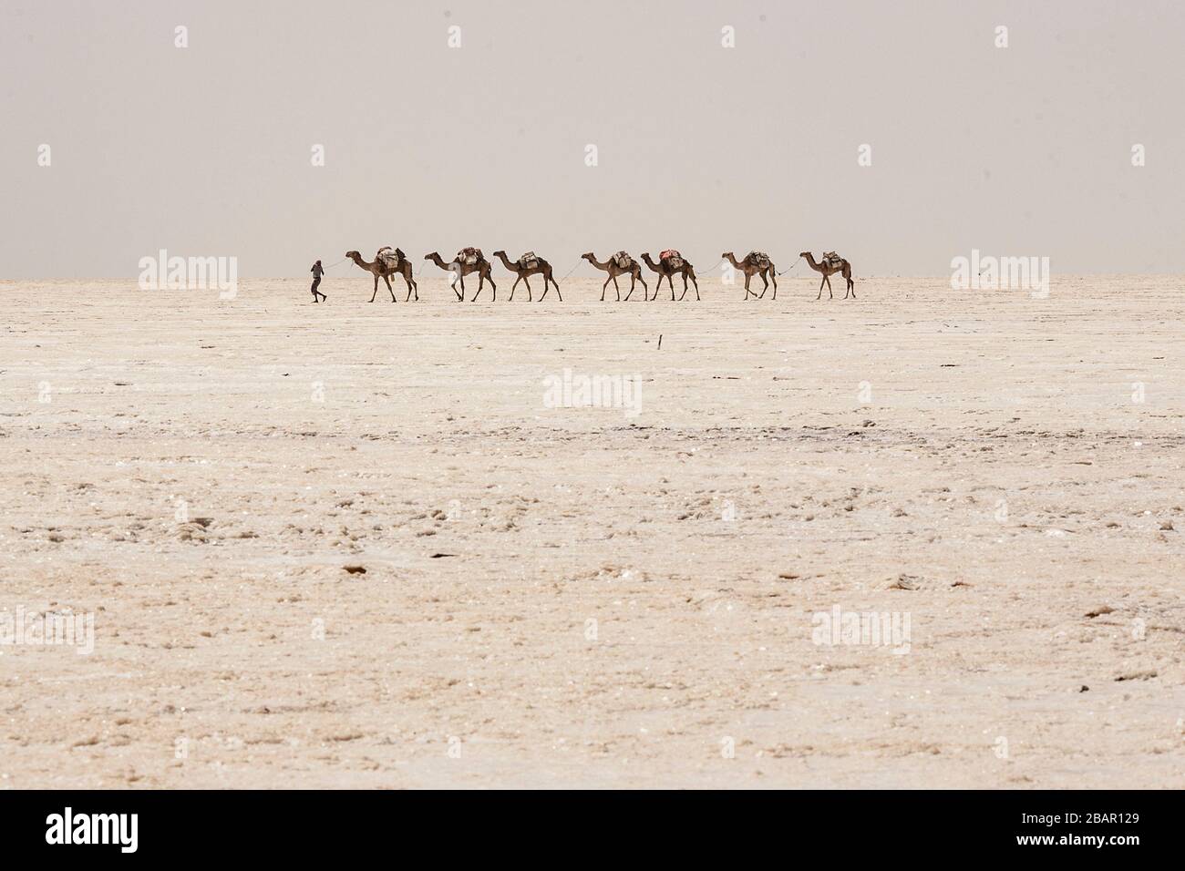 Camel caravan carrying salt from the Danakil depression in northern Ethiopia. Stock Photo