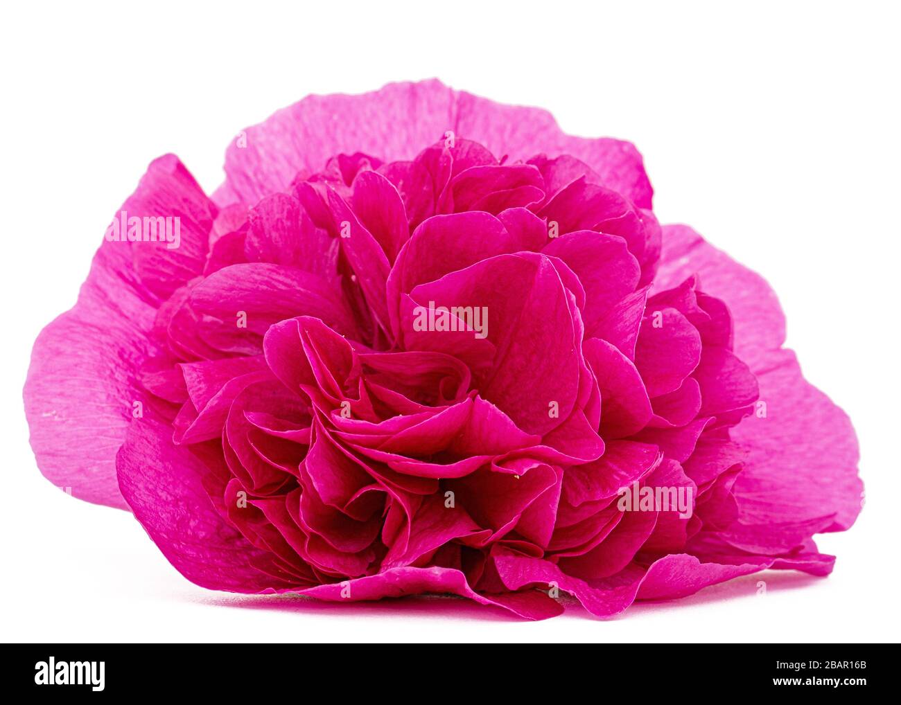 Pink flower of mallow, isolated on white background Stock Photo - Alamy