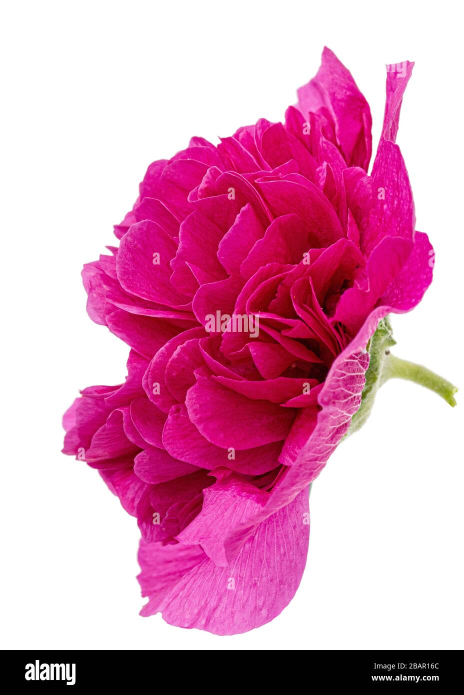 Pink flower of mallow, isolated on white background Stock Photo - Alamy
