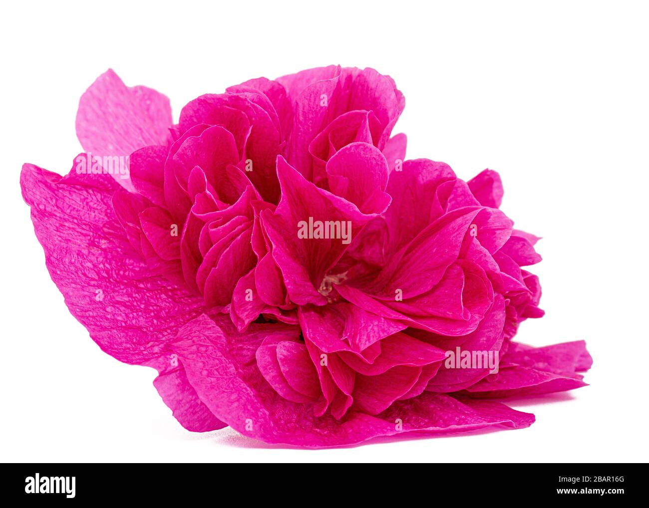 Pink flower of mallow, isolated on white background Stock Photo - Alamy