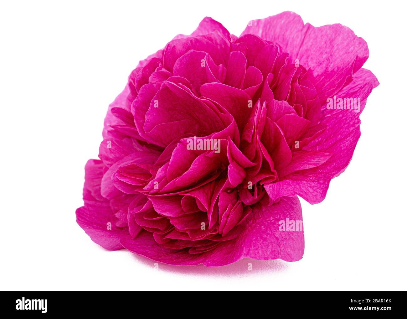 Pink flower of mallow, isolated on white background Stock Photo - Alamy