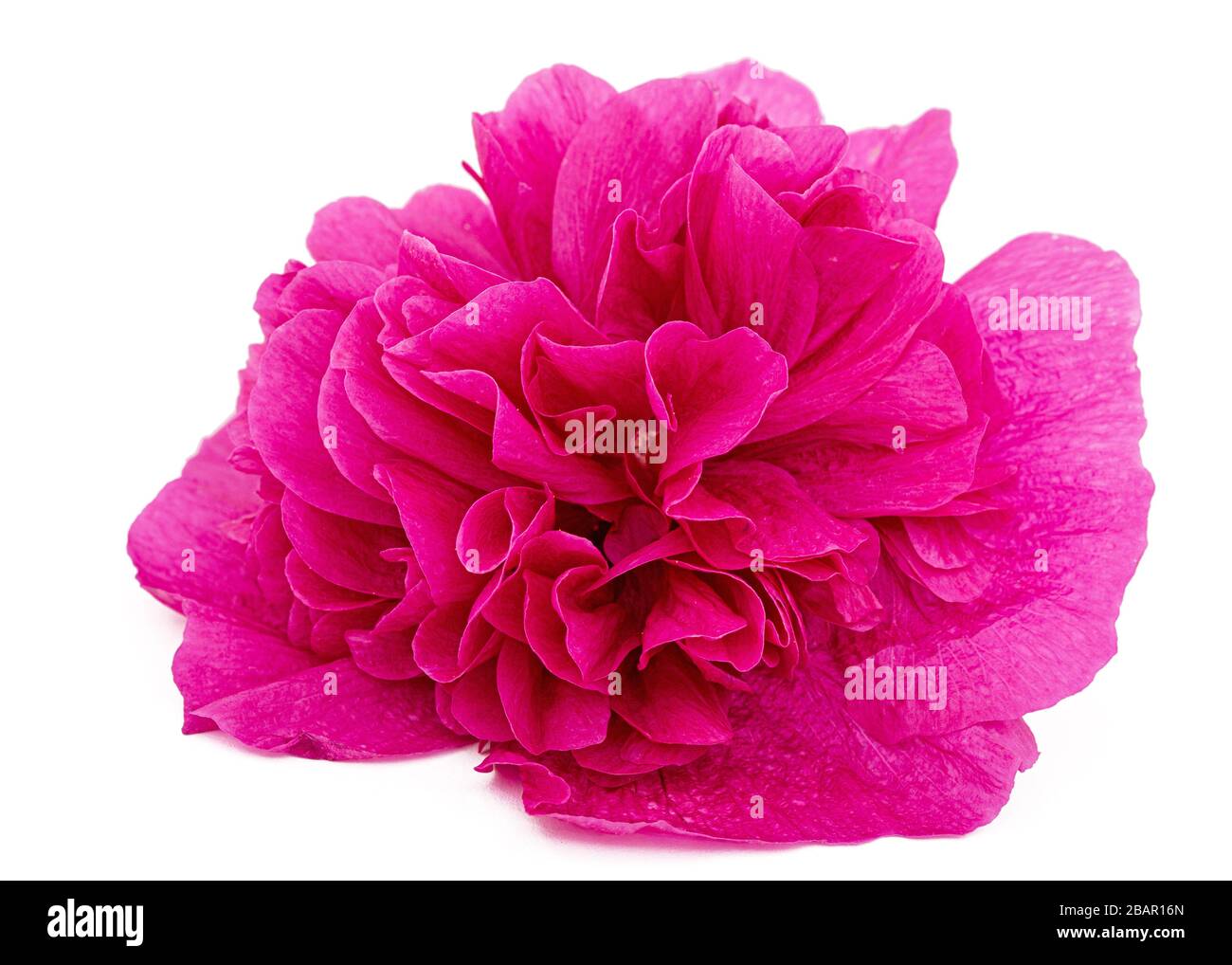 Pink flower of mallow, isolated on white background Stock Photo - Alamy