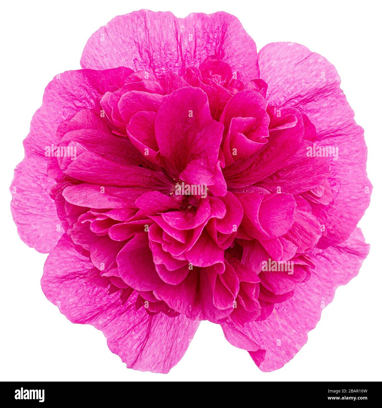Pink flower of mallow, isolated on white background Stock Photo - Alamy