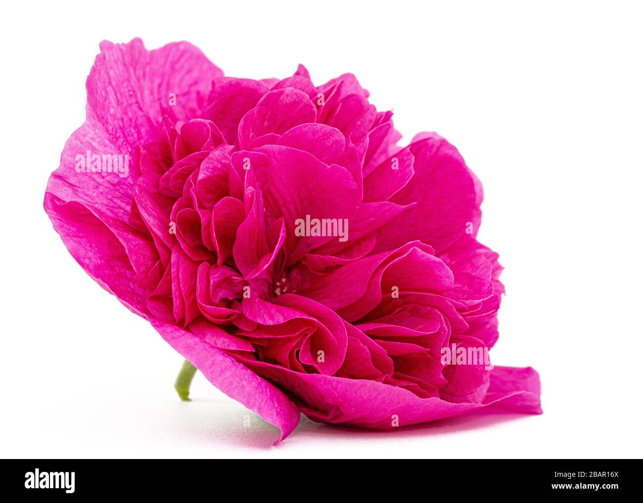 Pink flower of mallow, isolated on white background Stock Photo - Alamy