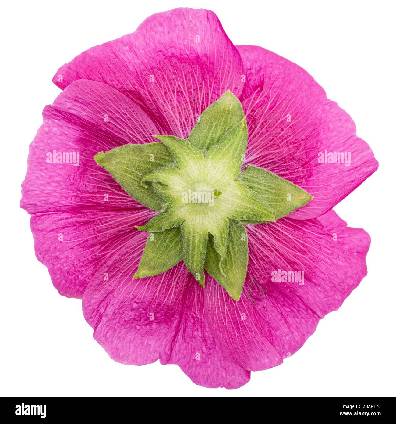 Pink flower of mallow, isolated on white background Stock Photo - Alamy