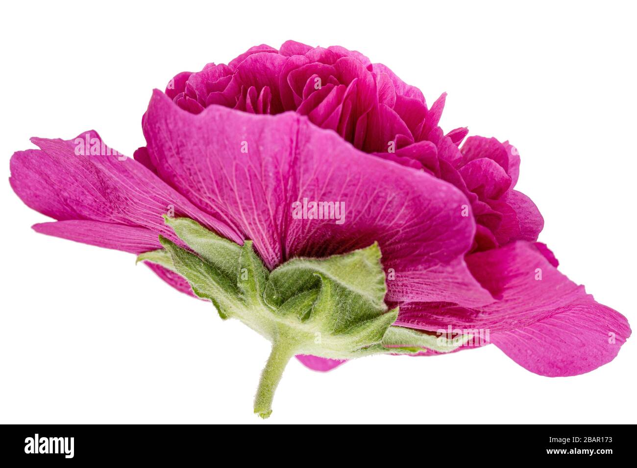 Pink flower of mallow, isolated on white background Stock Photo - Alamy
