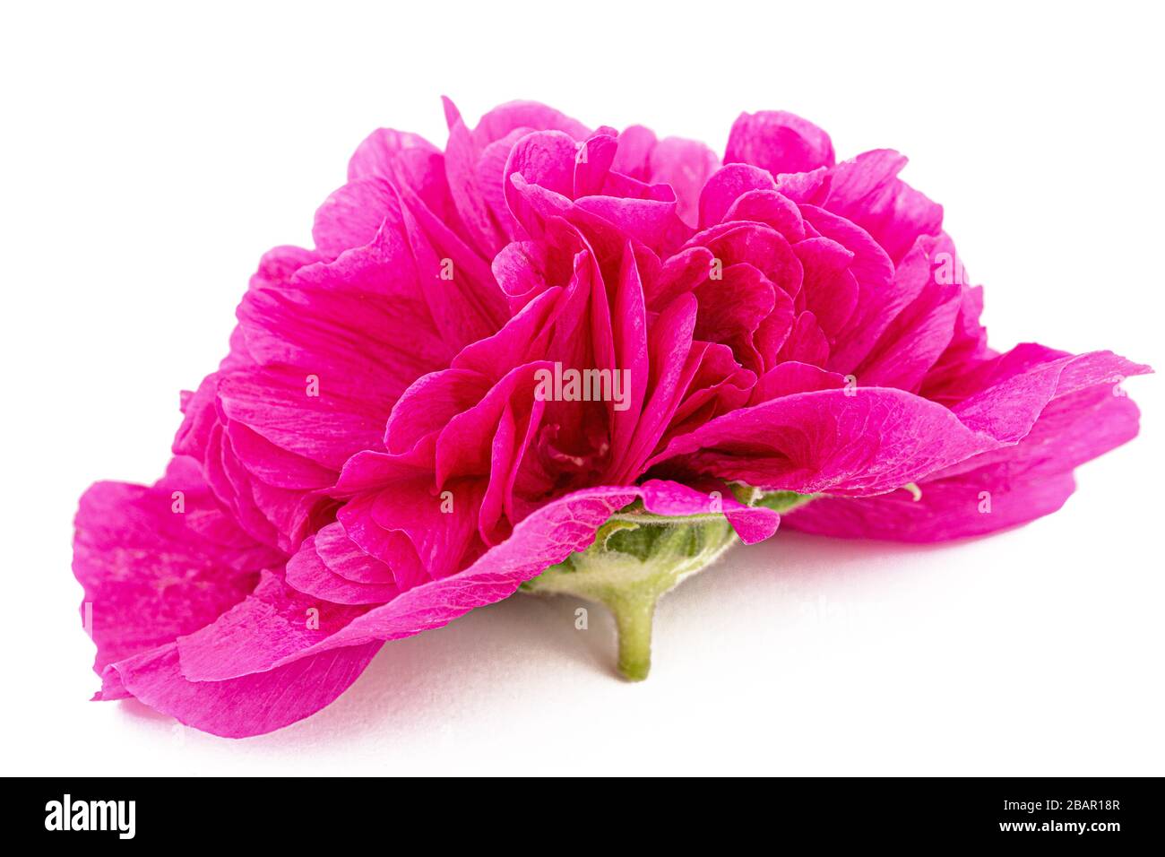 Pink flower of mallow, isolated on white background Stock Photo - Alamy