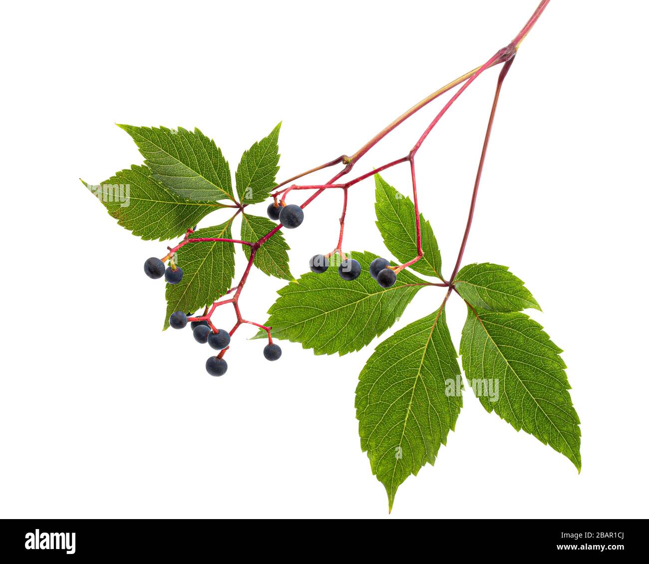 Natural green foliage and berries of girlish grapes (lat. Parthenocissus quinquefolia), isolated on white background Stock Photo