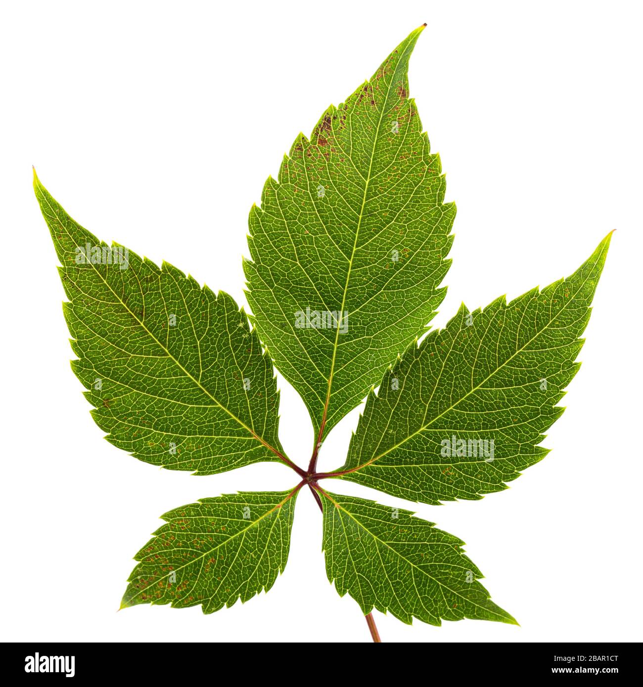 Green leaf of girlish grapes (lat. Parthenocissus quinquefolia),  isolated on white background Stock Photo