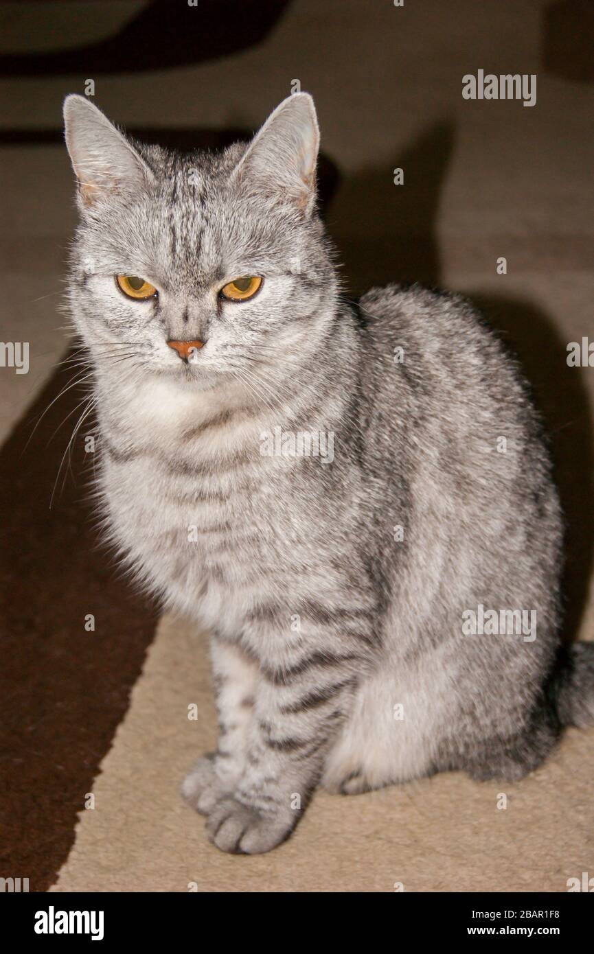 Unhappy beautiful gray striped cat with evil yellow eyes. Breed character Stock Photo