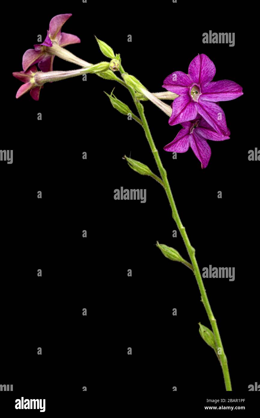 Flower of fragrant tobacco, lat. Nicotiana sanderae, isolated on black background Stock Photo