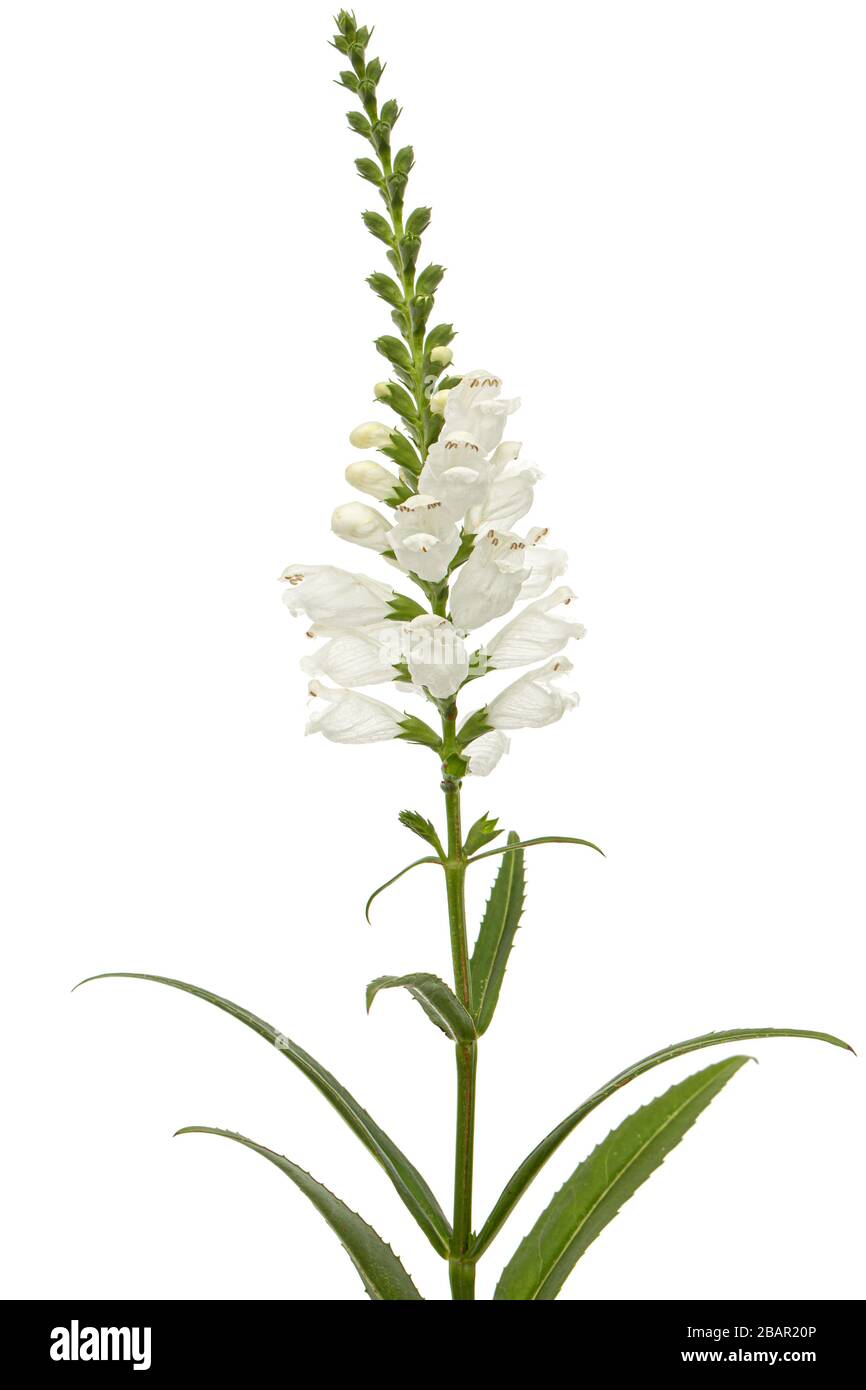 White flowers of physostegia, Physostegia virginiana, isolated on white background Stock Photo