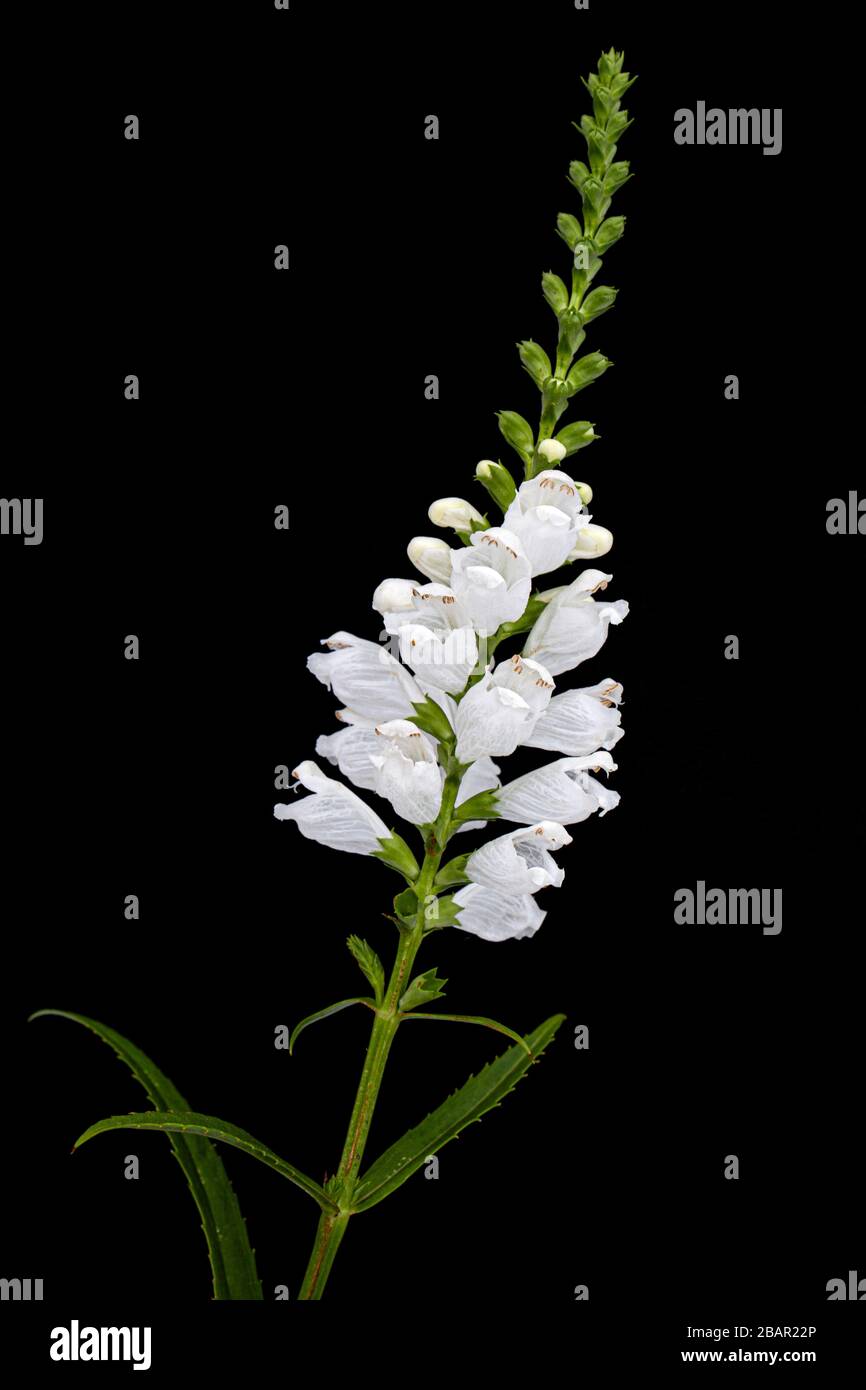 White flowers of physostegia, Physostegia virginiana, isolated on black background Stock Photo
