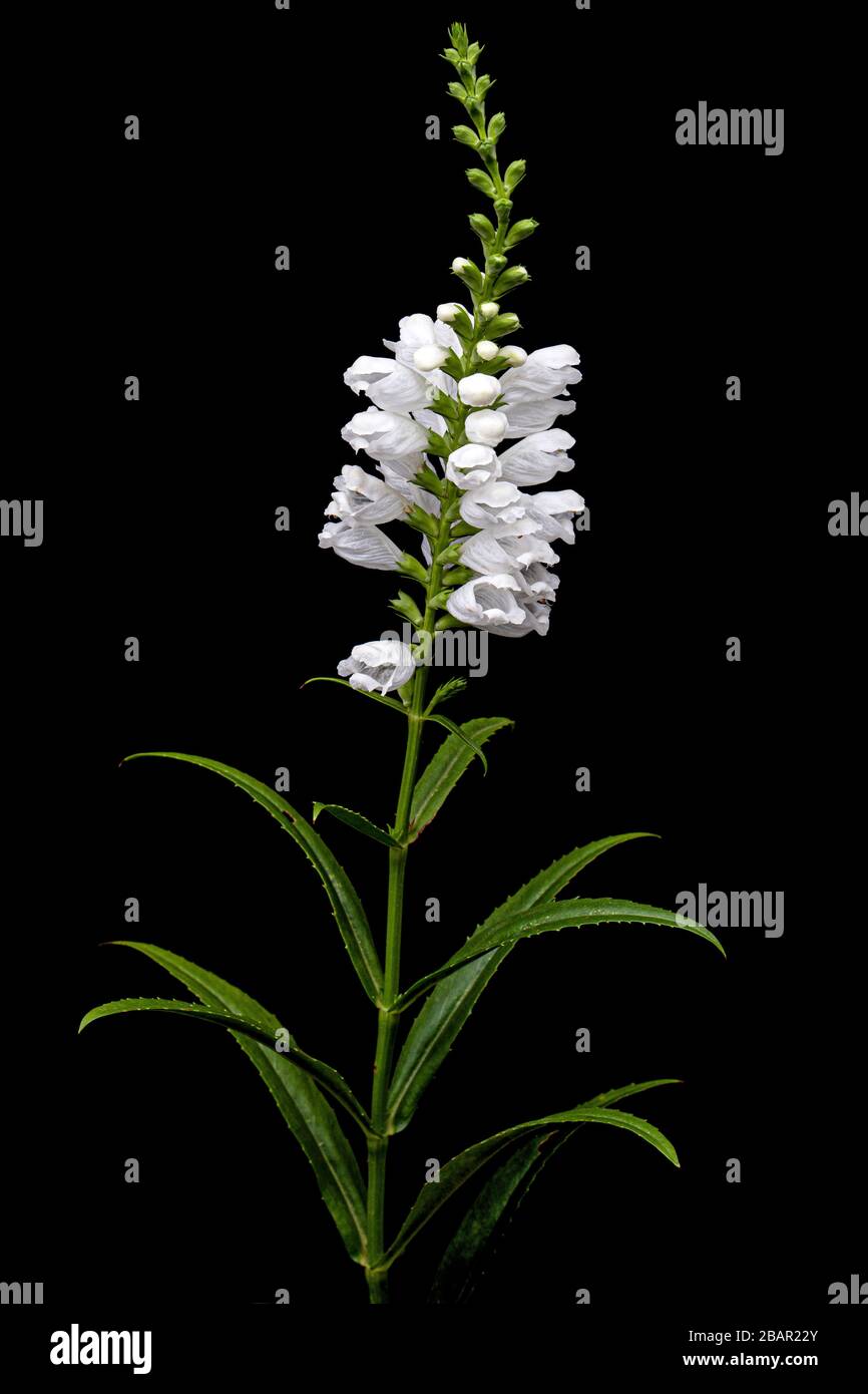 White flowers of physostegia, Physostegia virginiana, isolated on black background Stock Photo