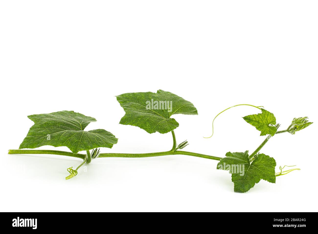 Green foliage of pumpkin, isolated on white background Stock Photo - Alamy