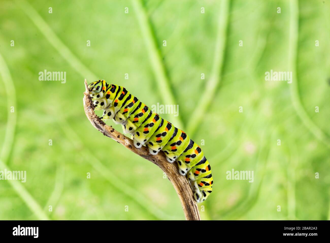 common yellow swallowtail (Papilio machaon) caterpillar closeup Stock Photo