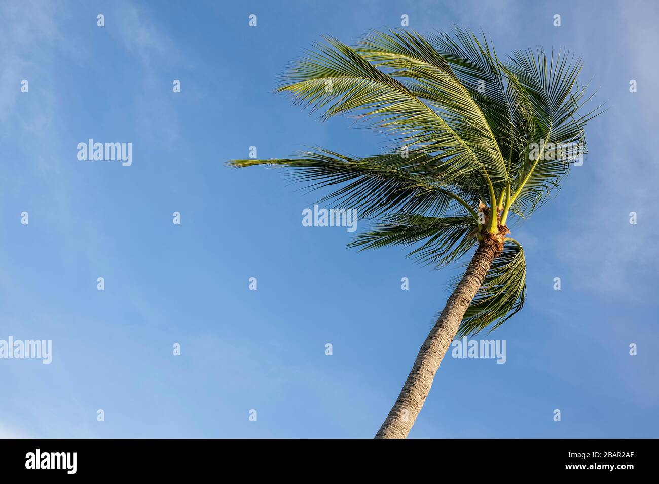 Wind palme tree hi-res stock photography and images - Alamy