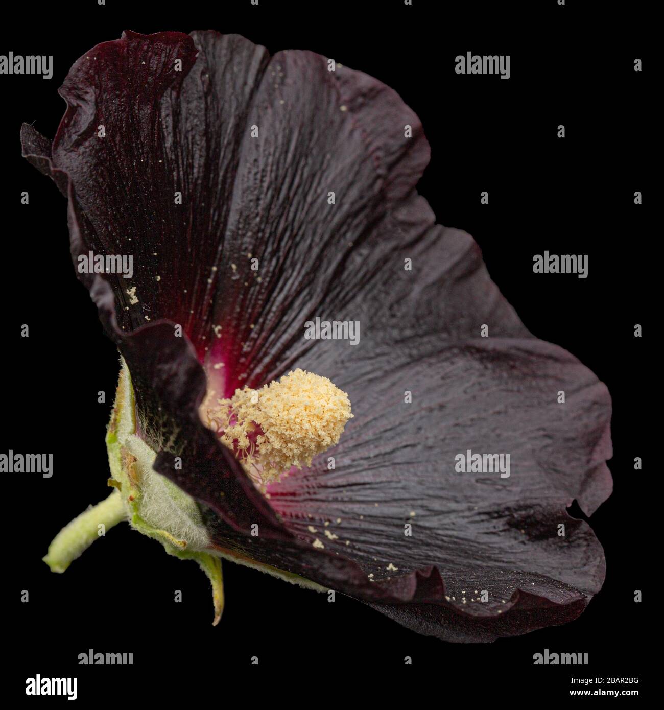 Very dark flower of mallow, isolated on black background Stock Photo ...
