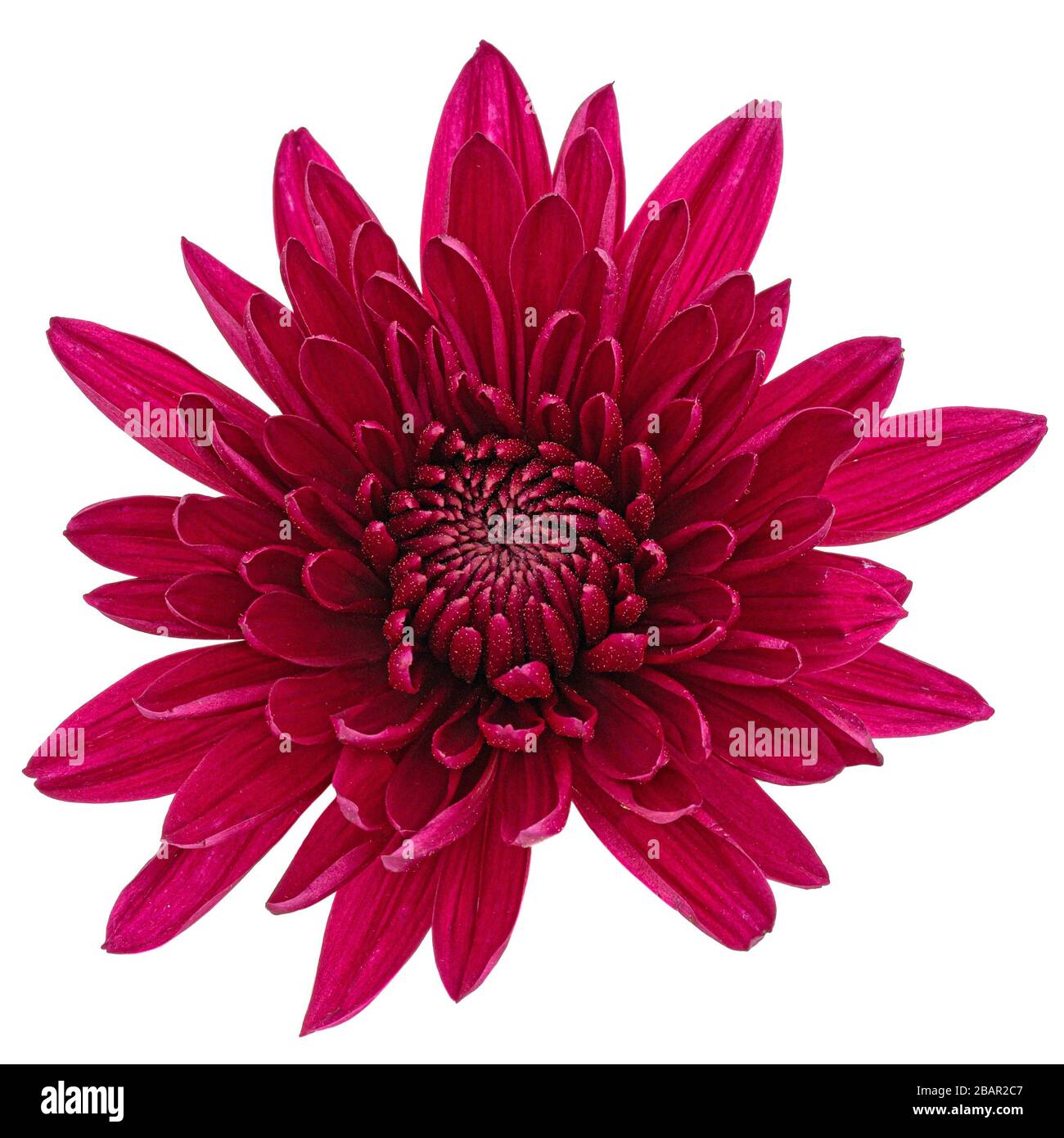 Dark red chrysanthemum flower, isolated on white background Stock Photo