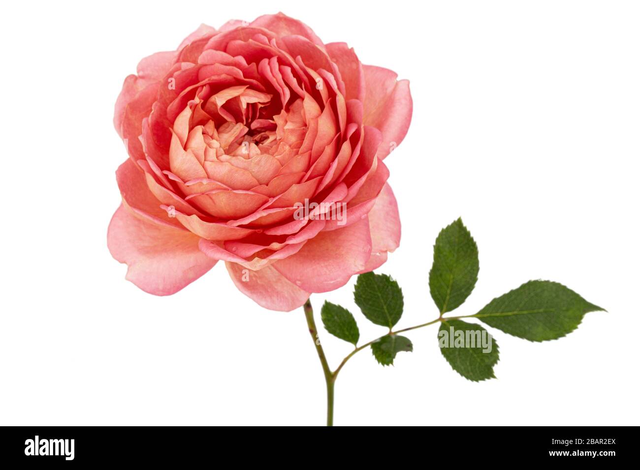 Pink flower of rose, isolated on white background Stock Photo - Alamy