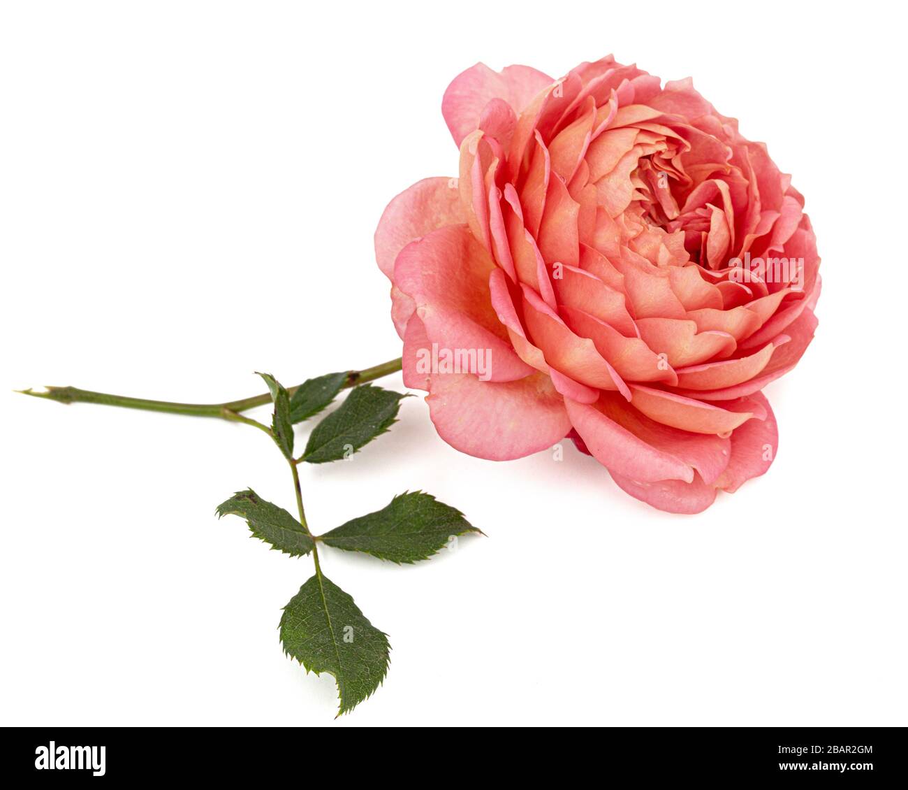 Pink flower of rose, isolated on white background Stock Photo - Alamy