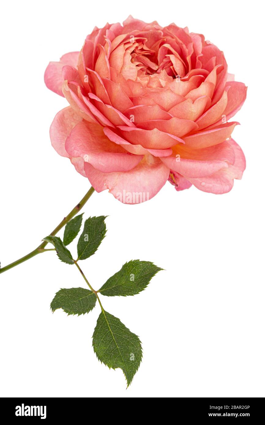 Pink flower of rose, isolated on white background Stock Photo - Alamy